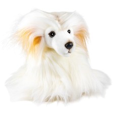 Carl Dick Chinese Crested Dog