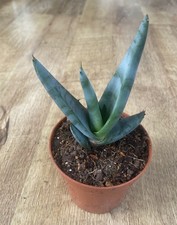 Aloe Pelegrae | Succulent Cactus | Rare | 9cm Pot Rooted