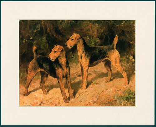 Airedale terrier dog - airedale, print