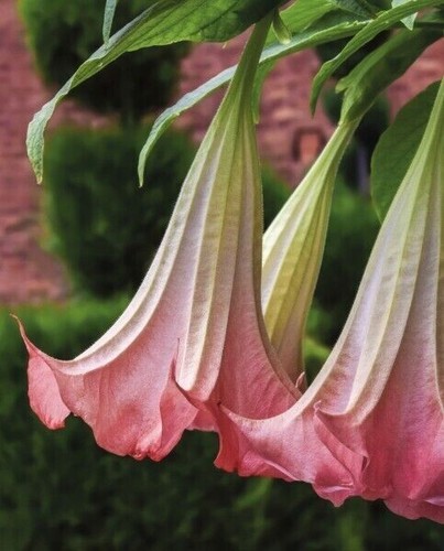 Pink angel trumpet - pink, angel's