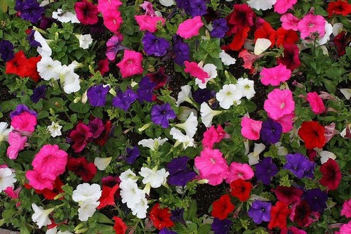 1000 seeds petunia hybrida - 1000,
