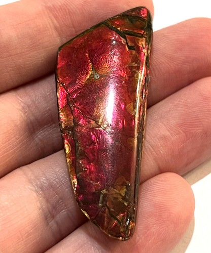 Rare ammolite ammonite - rare,