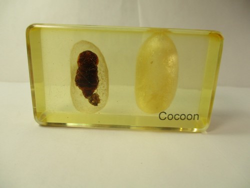 Vintage cocoon lucite - in,