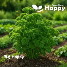 Herb Seed Moss Curled 2 - Parsley - 3000 Seeds - Petroselinum Home Grow All Year