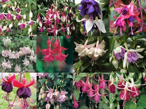 Fuchsia trailing mixed - fuchsia, 'mixed