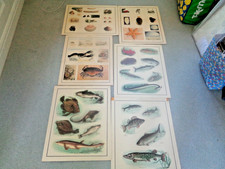 6 SCHOOL POSTERS MOLLUSCS & FISH FROM 1950S/60S SIZE  23" X 17" AS PHOTOS