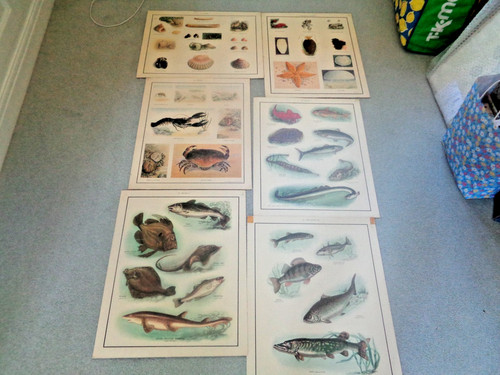 School posters molluscs - 6,
