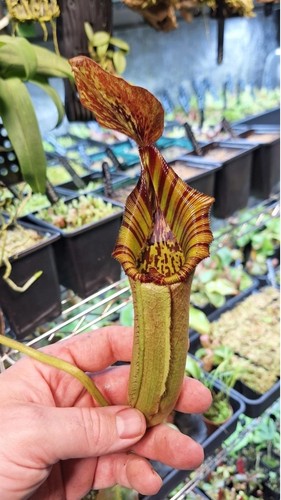 Nepenthes x - nepenthes, lowii)
