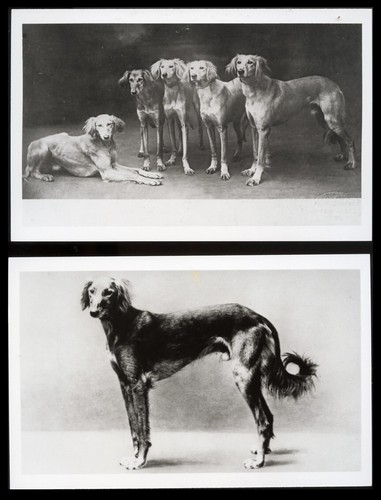 Saluki dog persian greyhound - persian,