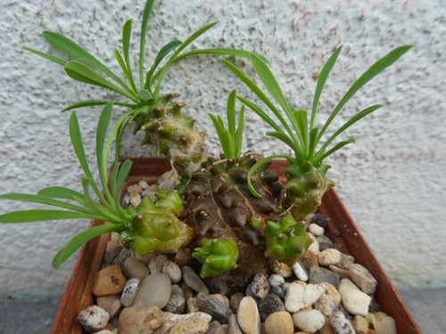 Euphorbia bupleurifolia - bupleurifolia, x