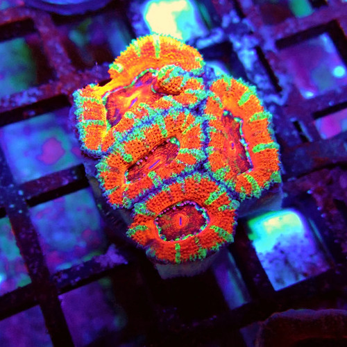 Wysiwyg acan lord coral frag - wysiwyg,