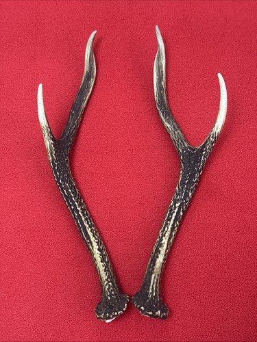 Pair sika deer antlers - pair, of