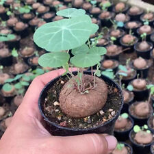 StephaniacepharanthaHayata tuber Succulent plants potted Garden Plants 3-4cm