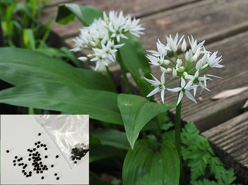 Wild garlic bear - garlic,, bear's