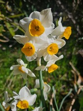 10 NARCISSUS DAFFODIL
