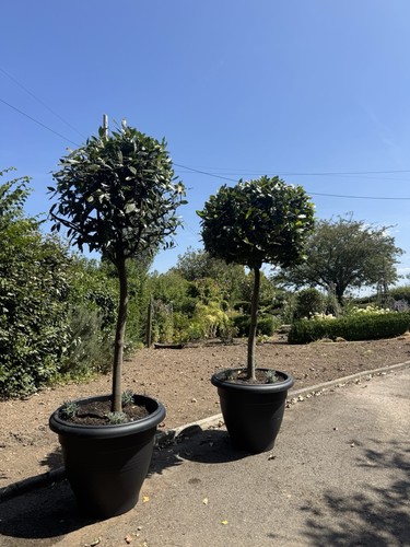 Pair standard bay potted - standard,