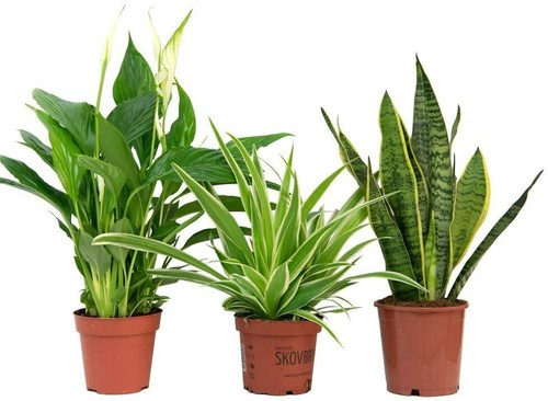 Air purifying plant collection - air,