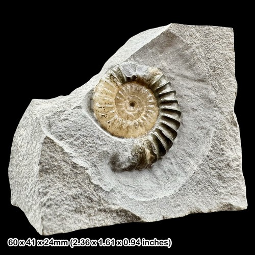Promicroceras calcite ammonite - promicroceras,