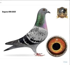 Seguna Racing Pigeons JOJOS