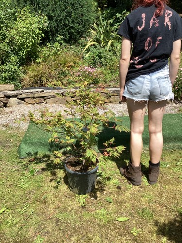 Japanese maple acer japonica - acer,
