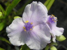 Tradescantia 'Little Doll' -