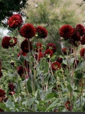 2 x Dahlia Arabian Night -