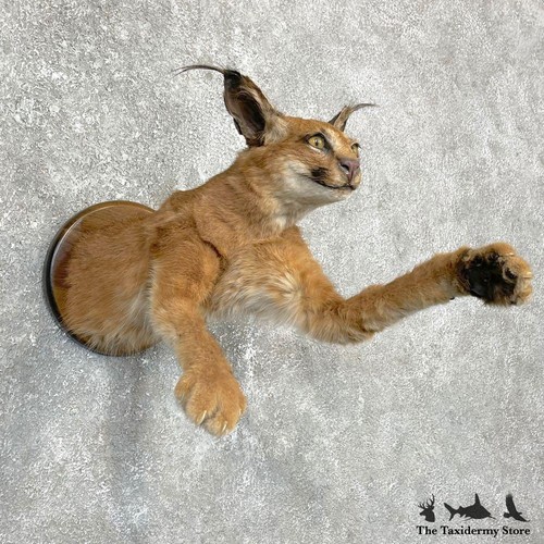 24174 african caracal cat - african,