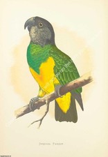 PARROTS IN CAPTIVITY 1884 - SENEGAL PARROT. DRAWN & PAINTED BY A.F. LYDON.  PRIN