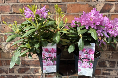 Large rhododendron evergreen - large,