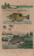 FISH. Labre (Wrasse). Labéon (Labeo) 1833 old antique vintage print picture