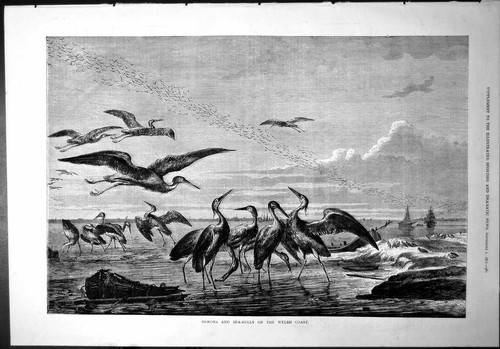 Old herons sea - old,