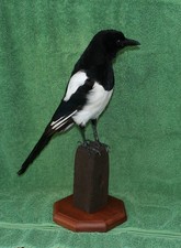 taxidermy magpie. pica pica