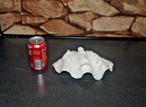 Sea shell antique - sea, large