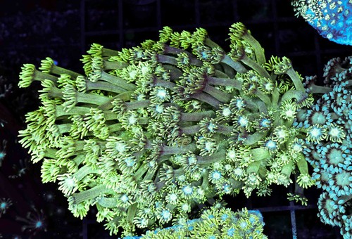 Avocado goniopora colony - avocado,