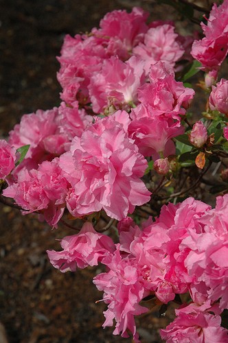 Hallie azalea rhododendron - ~~hallie~~azalea,
