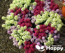 ALYSSUM MAGIC CIRCLES MIX -