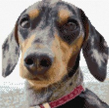 Dachshund Puppy Dog Facial