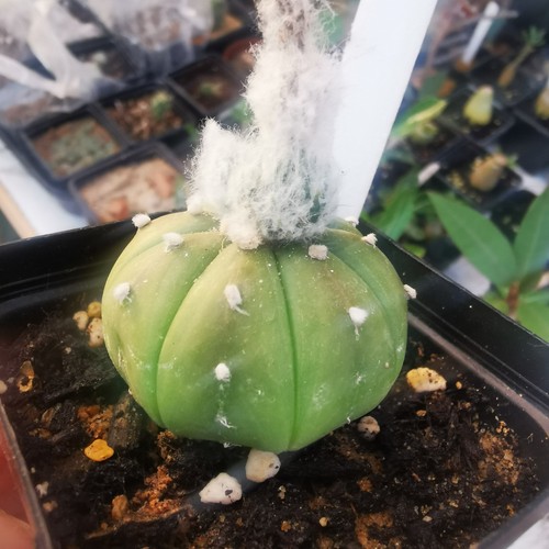 Astrophytum asterias