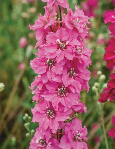 Delphinium pink punch - pink,