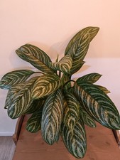 Large Aglaonema Stripes - 17 Cm Pot Plant Tall