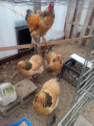 Buff brahma fertile - buff,