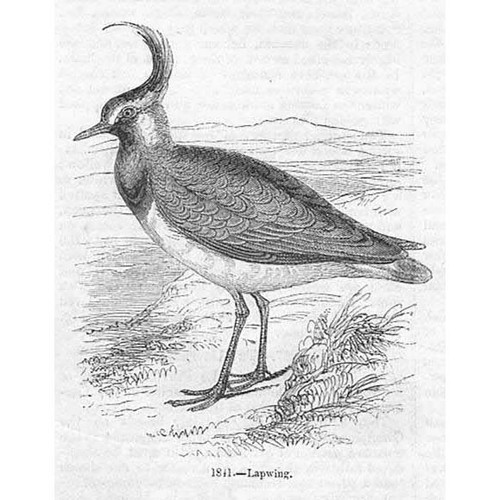Birds lapwing antique print - -,