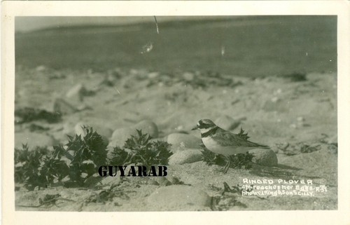 Ringed plover approaching - plover, her