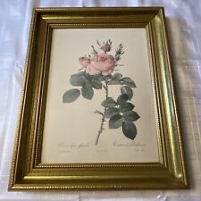 Vtg Framed Joseph Redoute Stipple Engraving Rosa Rosier Des Parfumeurs Signed. 