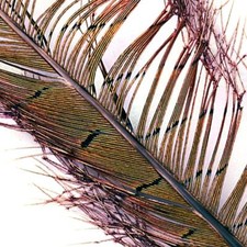 Cock Pheasant Knotted Tail -