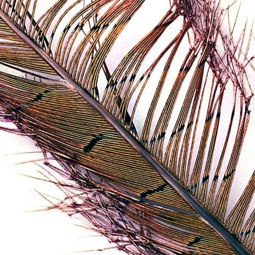 Cock pheasant knotted tail - cock,