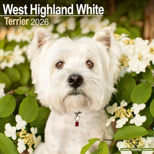West highland white - west,