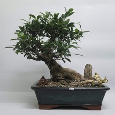 Ficus Microcarpa (Banyan Fig)