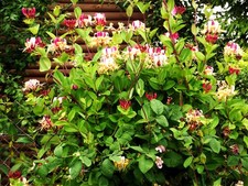 Live WINTER HONEYSUCKLE +