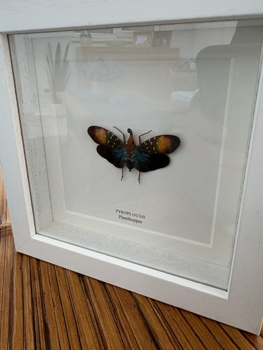 Stunning framed insect - stunning,